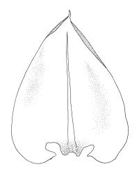 Climacium dendroides, stipe leaf. Drawn from A.J. Fife 6797, CHR 405507.
 Image: R.C. Wagstaff © Landcare Research 2014 
